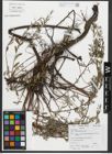 Foto von Salix repens subsp. rosmarinifolia (L.) Andersson